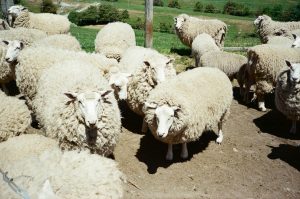 Bisnis peternakan domba